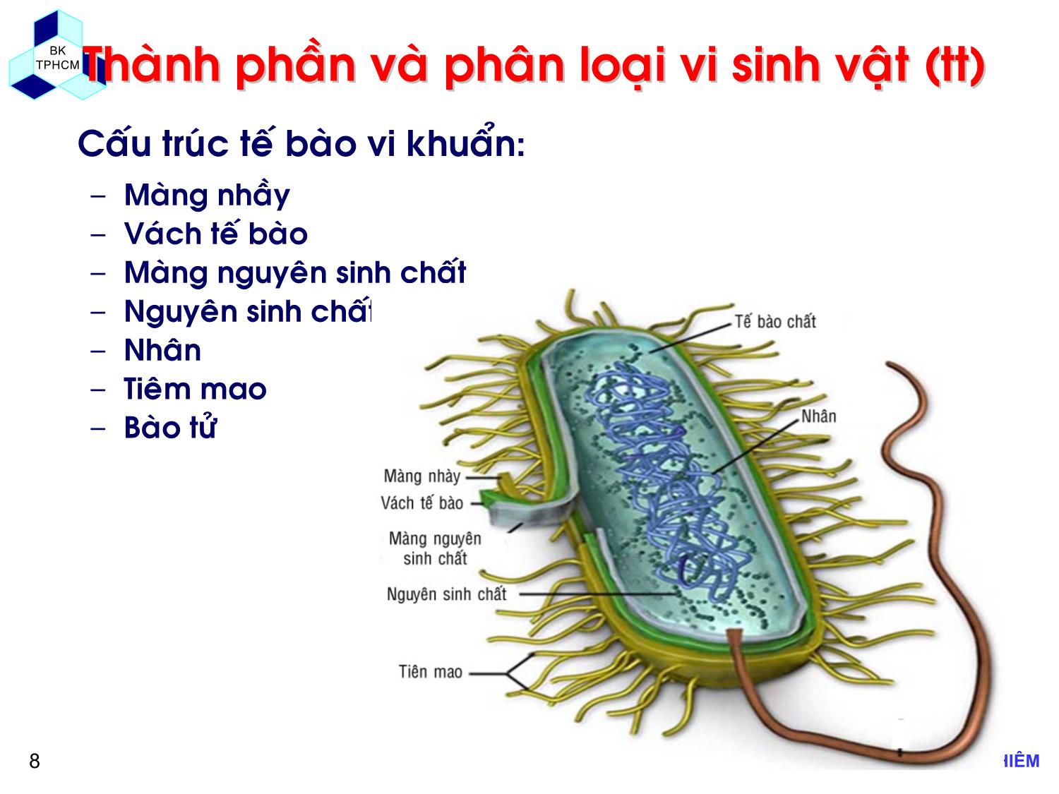 Bài giảng Các quá trình sinh học trong kỹ thuật môi trường - Chương 1: Khái niệm cơ bản về xử lý chất thải bằng phương pháp sinh học - Lê Hoàng Nghiêm trang 8