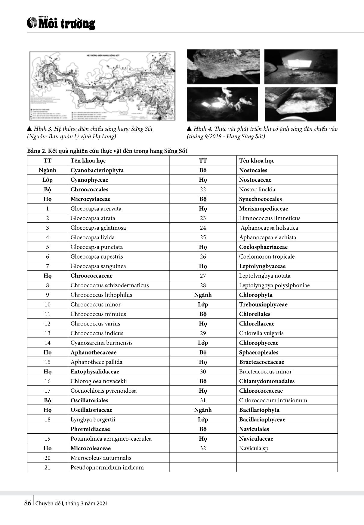 Sự biến đổi của thạch nhũ dưới tác động của ánh sáng nhân tạo và thực vật đèn (Lampenflora) - Một vài kết quả nghiên cứu ở hang sửng sốt (vịnh Hạ Long) trang 4