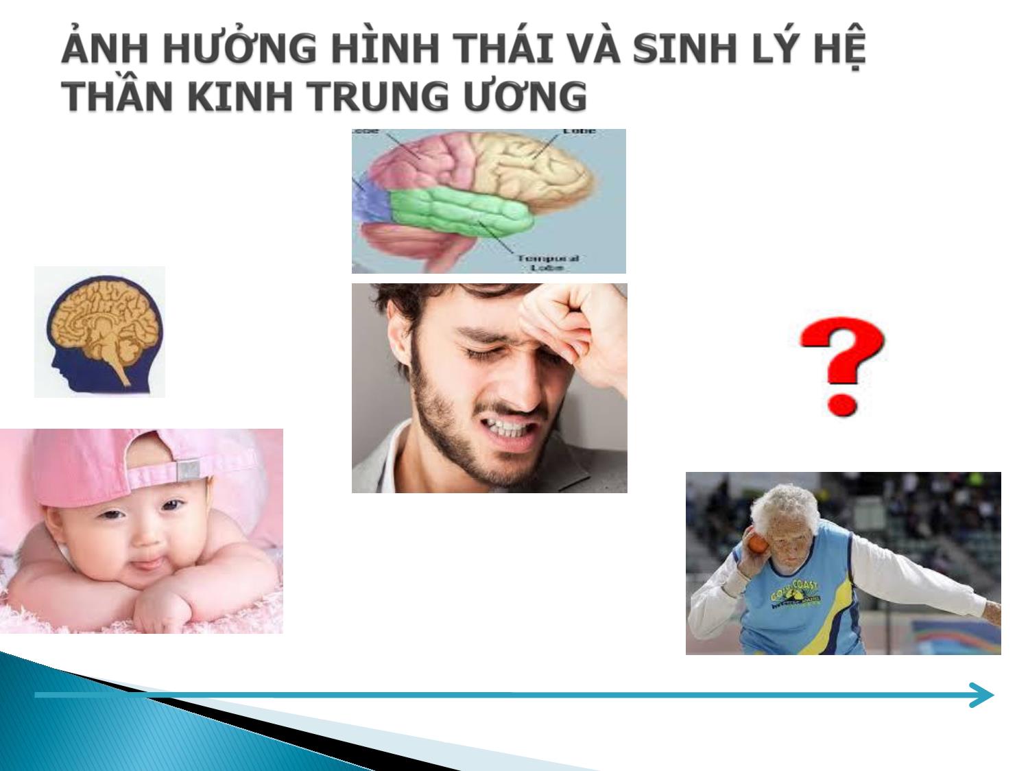 Bài giảng Lão hóa hệ thần kinh trang 3