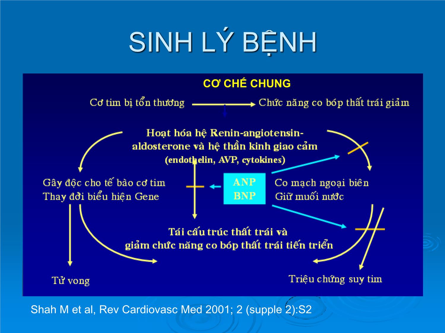 Bài giảng Suy tim ở người cao tuổi trang 9