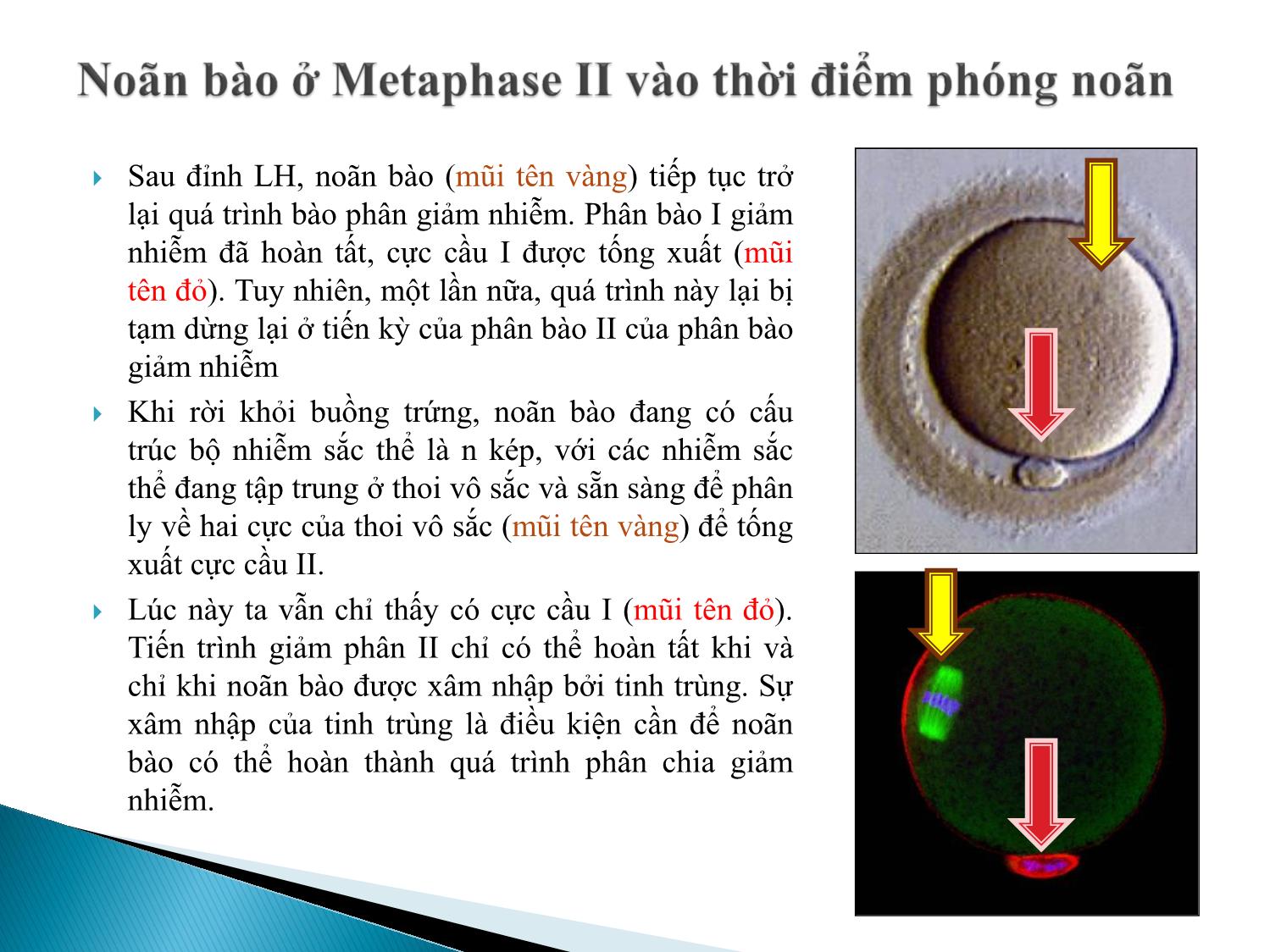 Bài giảng Atlas giao tử ở loài người. Sự sản sinh giao tử - Âu Nhựt Luân trang 10