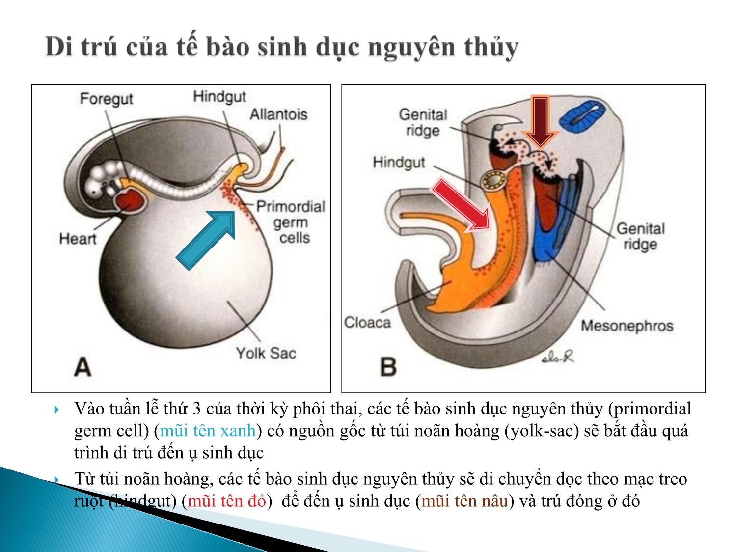 Bài giảng Atlas giao tử ở loài người. Sự sản sinh giao tử - Âu Nhựt Luân trang 2