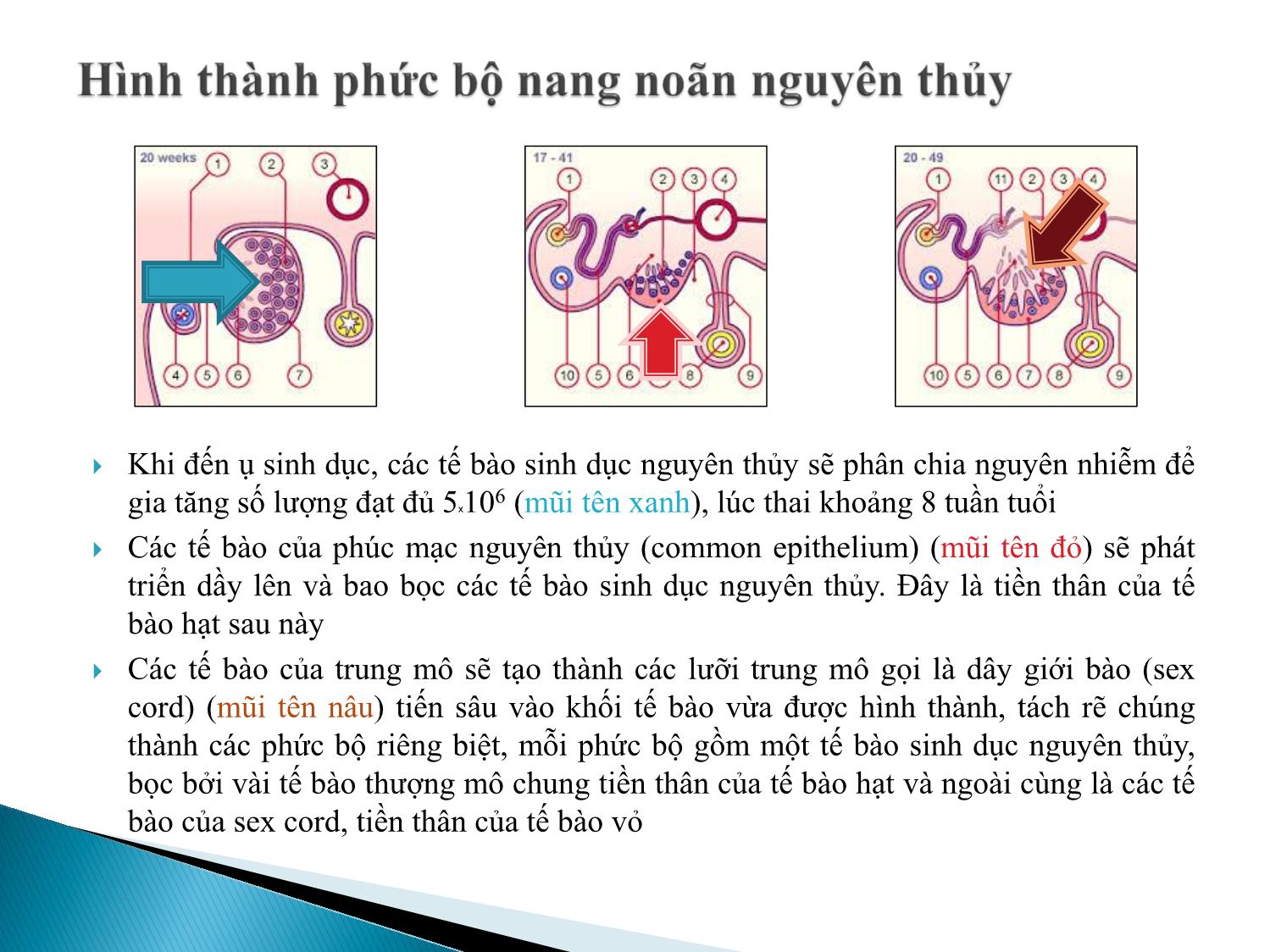 Bài giảng Atlas giao tử ở loài người. Sự sản sinh giao tử - Âu Nhựt Luân trang 3