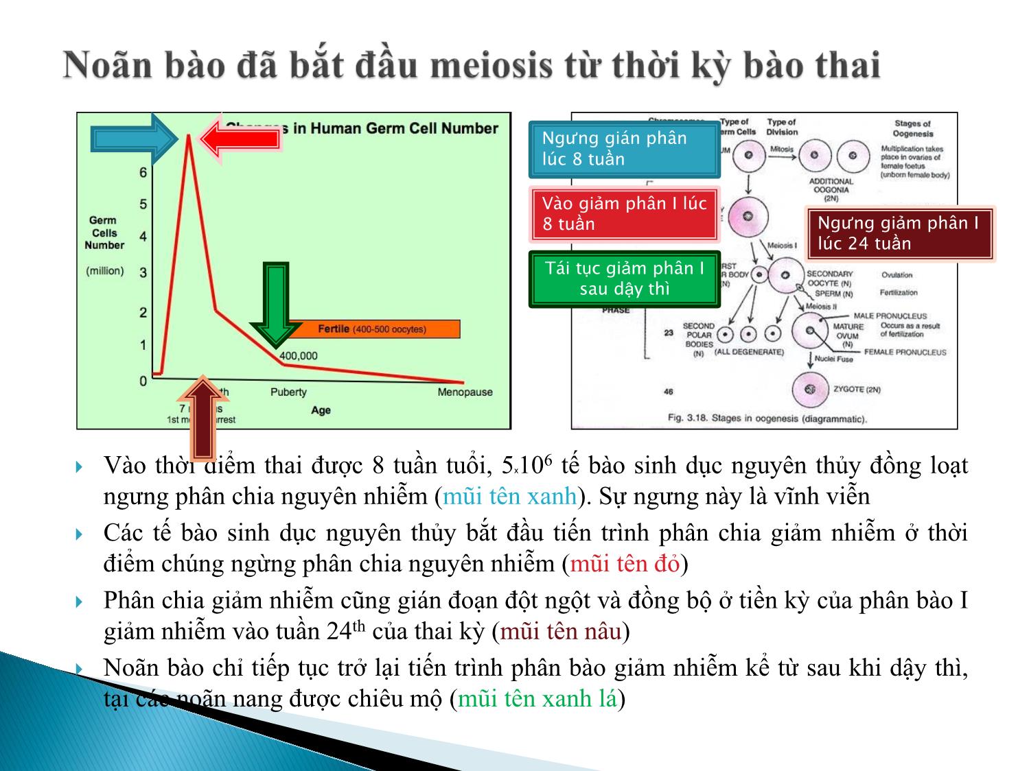 Bài giảng Atlas giao tử ở loài người. Sự sản sinh giao tử - Âu Nhựt Luân trang 4