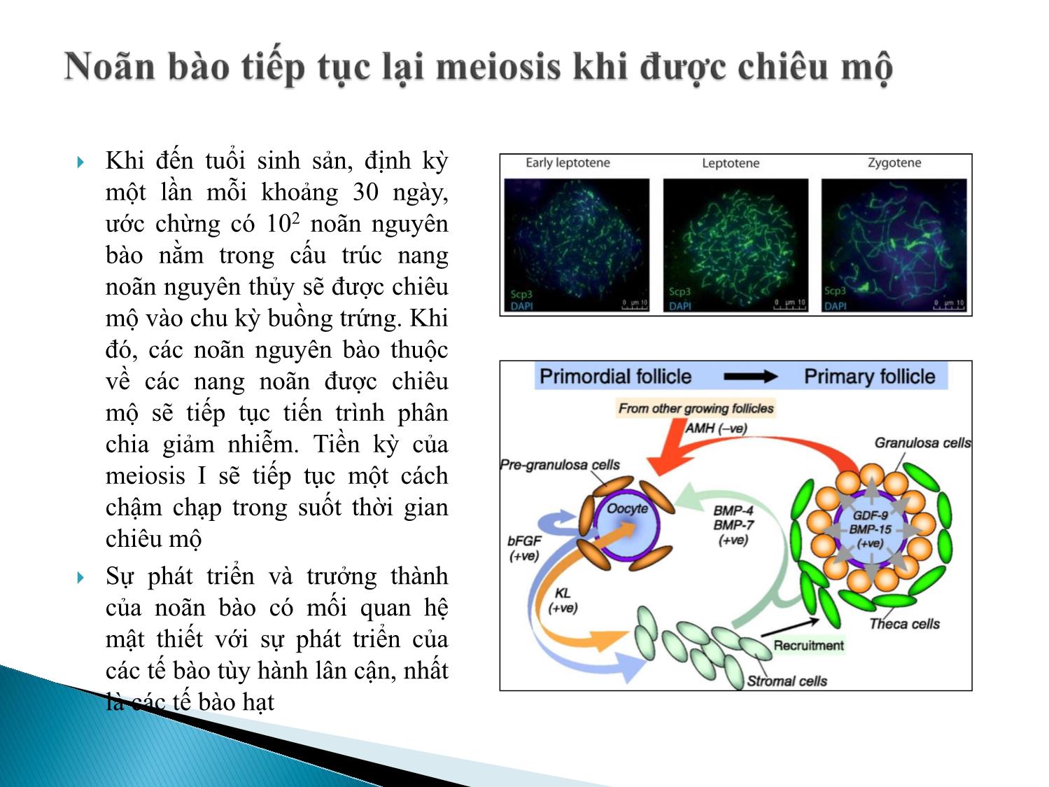 Bài giảng Atlas giao tử ở loài người. Sự sản sinh giao tử - Âu Nhựt Luân trang 5