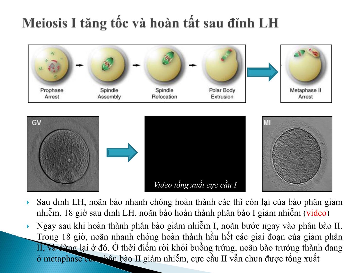 Bài giảng Atlas giao tử ở loài người. Sự sản sinh giao tử - Âu Nhựt Luân trang 6