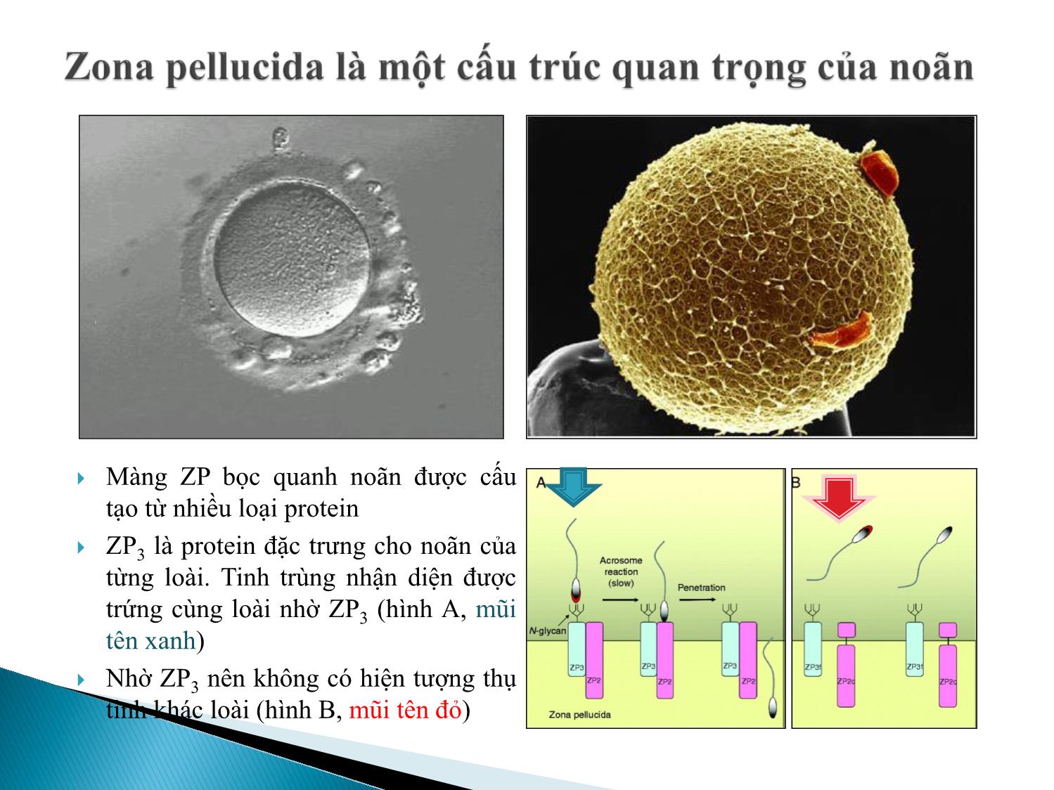 Bài giảng Atlas giao tử ở loài người. Sự sản sinh giao tử - Âu Nhựt Luân trang 8