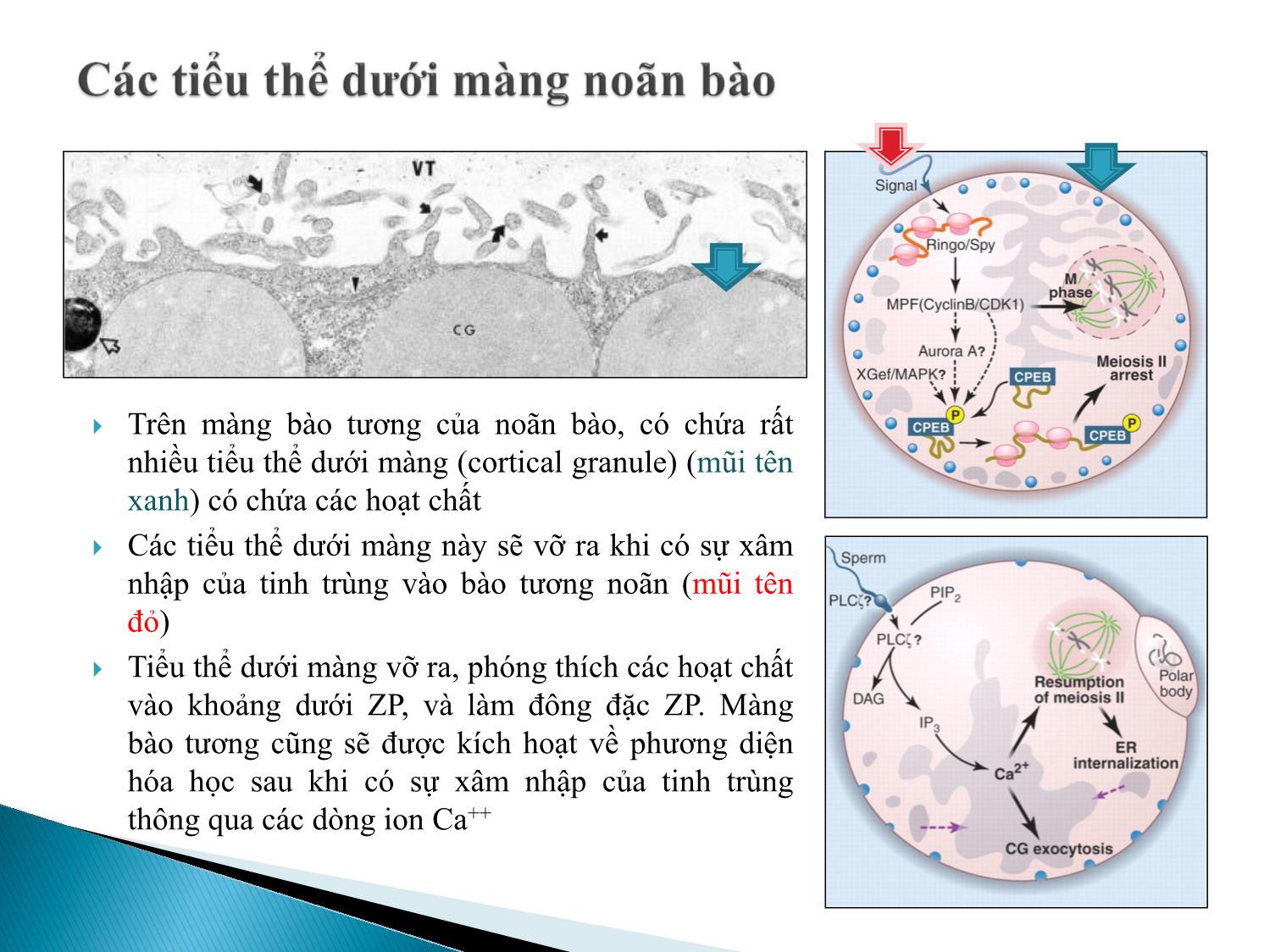 Bài giảng Atlas giao tử ở loài người. Sự sản sinh giao tử - Âu Nhựt Luân trang 9