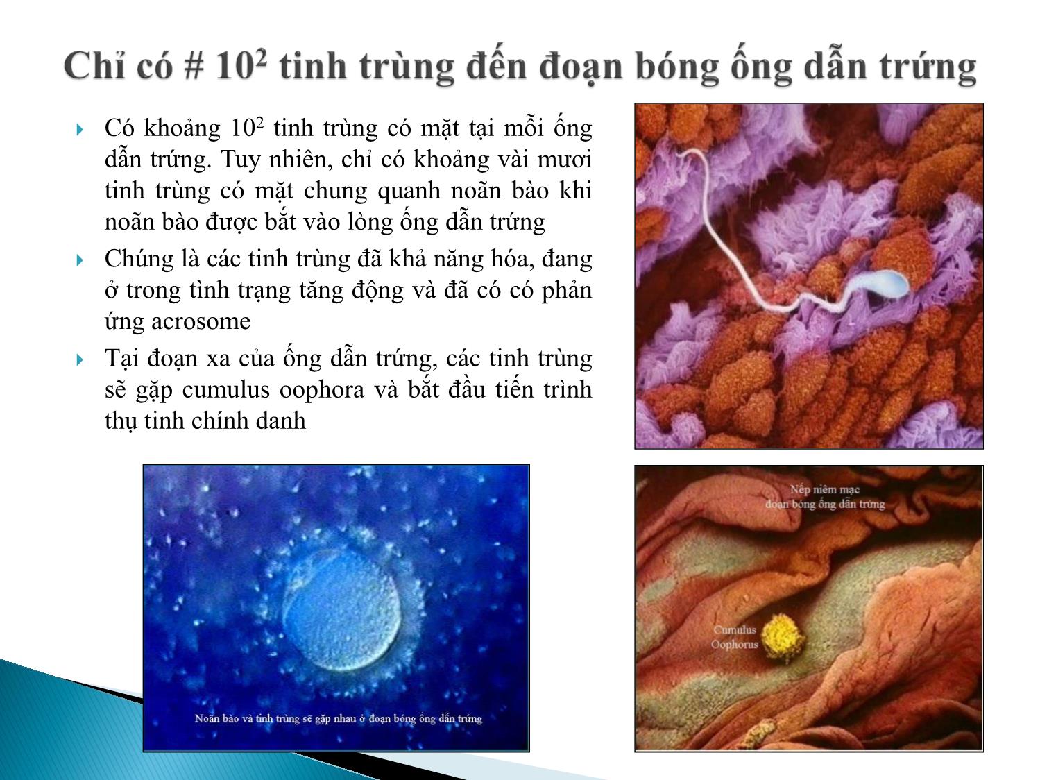 Bài giảng Atlas Sinh lý hiện tượng thụ tinh. Hợp tử trong giai đoạn từ sau thụ tinh đến trước làm tổ - Âu Nhựt Luân trang 9