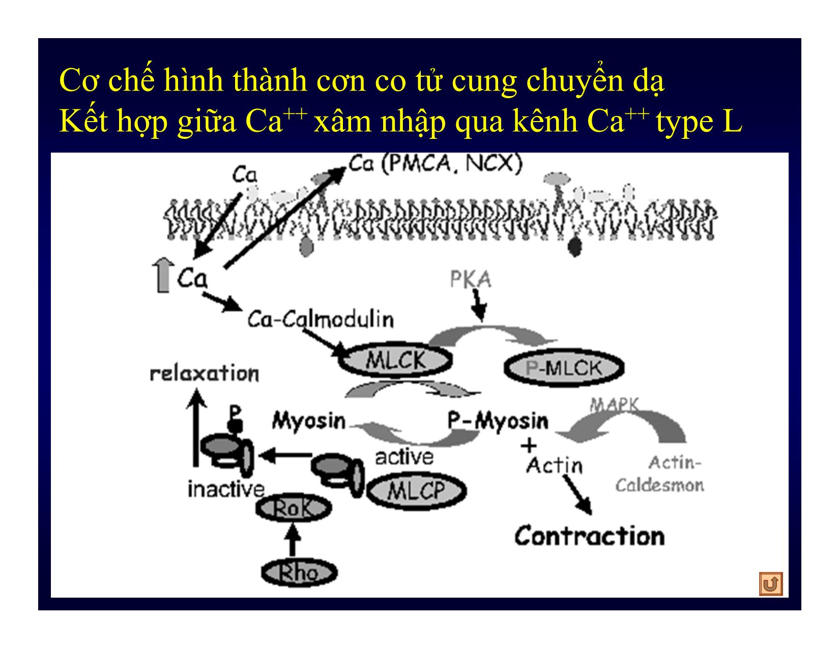 Bài giảng Sinh lý chuyển dạ - Âu Nhựt Luân trang 10