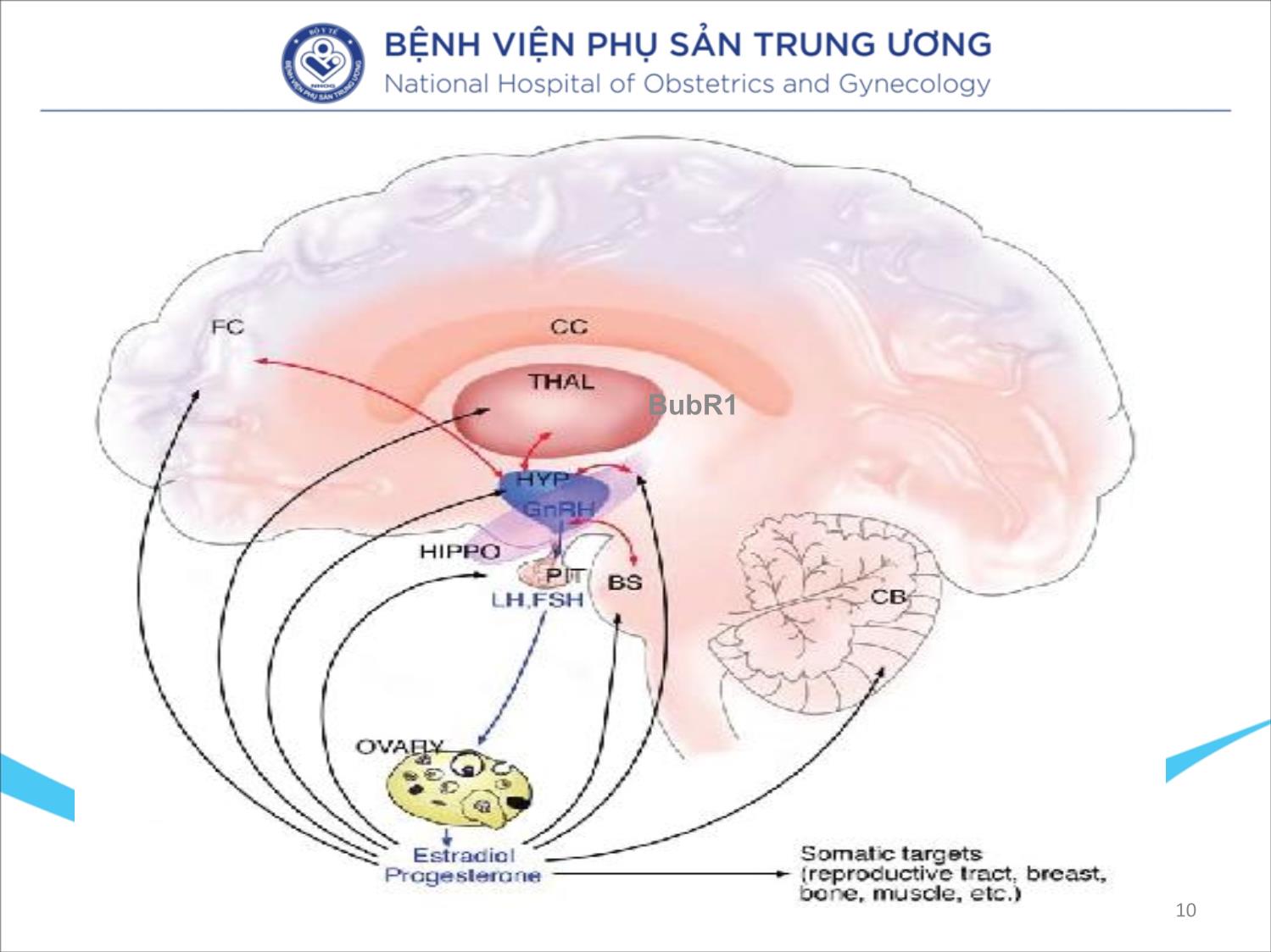 Bài giảng Mãn kinh, lão hóa não bộ và trầm cảm trang 10