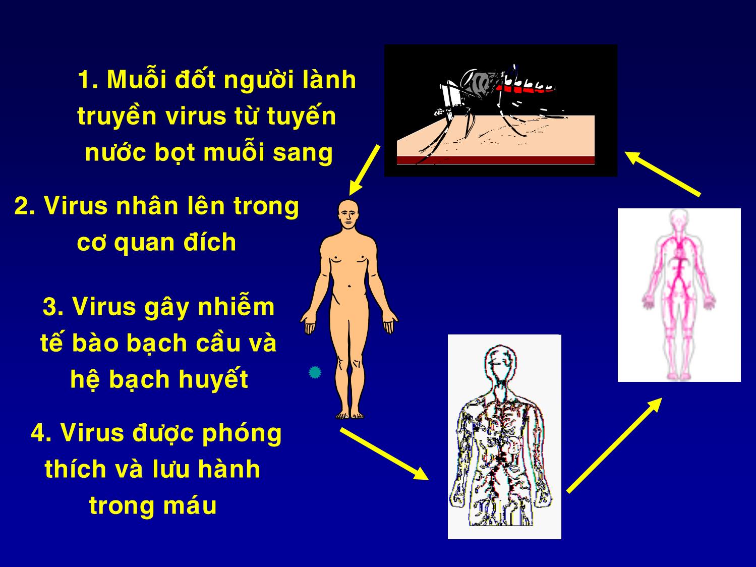 Bài giảng Chẩn đoán và điều trị sốt xuất huyết Dengue ở trẻ em trang 3