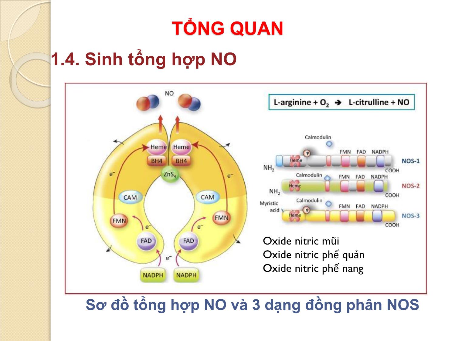 Chuyên đề Giá trị của Nitric Oxide đường thở và bộ câu hỏi Caratkids trong kiểm soát hen phế quản có viêm mũi dị ứng ở trẻ em trang 8