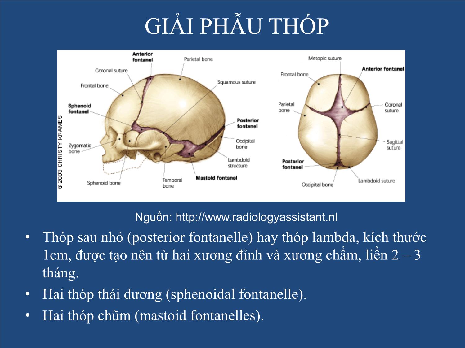 Bài giảng Neonatal Brain US trang 5