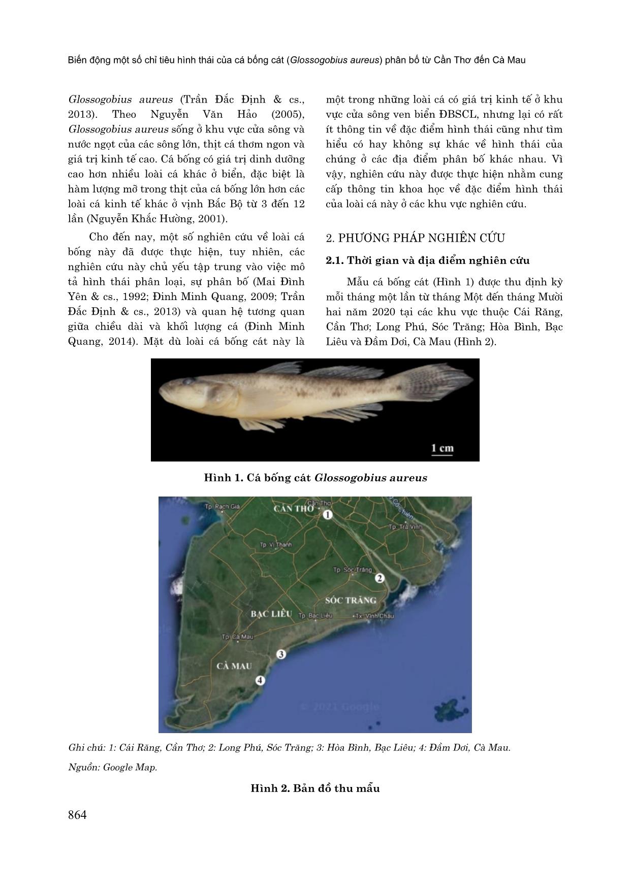 Biến động một số chỉ tiêu hình thái của cá bống cát (Glossogobius aureus) phân bố từ cần thơ đến Cà Mau trang 2
