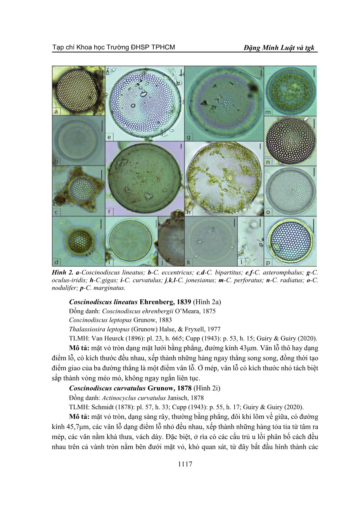 Nhận diện khuê tảo trung tâm coscinodiscus tại ven biển cửa sông Đông Hải, huyện Duyên Hải, tỉnh Trà Vinh trang 5