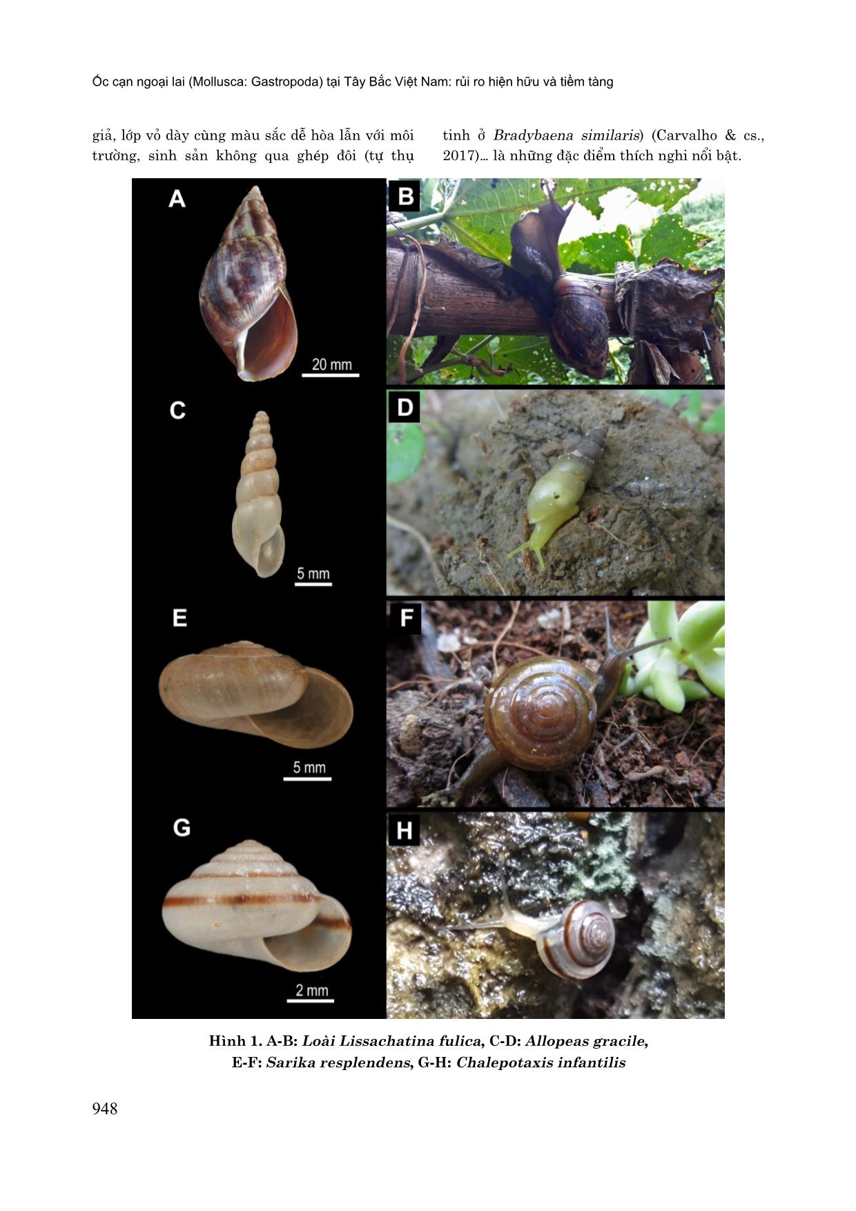 Ốc cạn ngoại lai (mollusca: gastropoda) tại Tây Bắc Việt Nam: Rủi ro hiện hữu và tiềm tàng trang 7