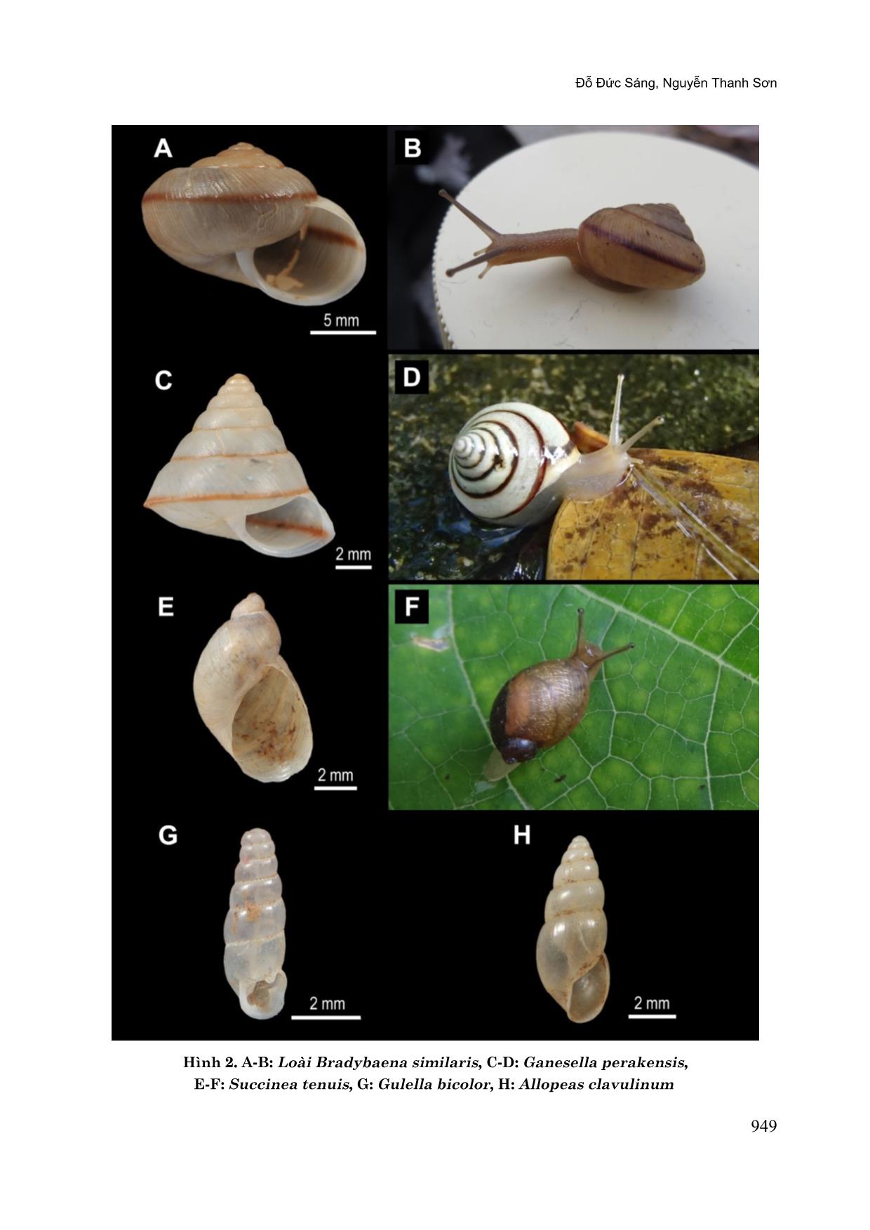 Ốc cạn ngoại lai (mollusca: gastropoda) tại Tây Bắc Việt Nam: Rủi ro hiện hữu và tiềm tàng trang 8