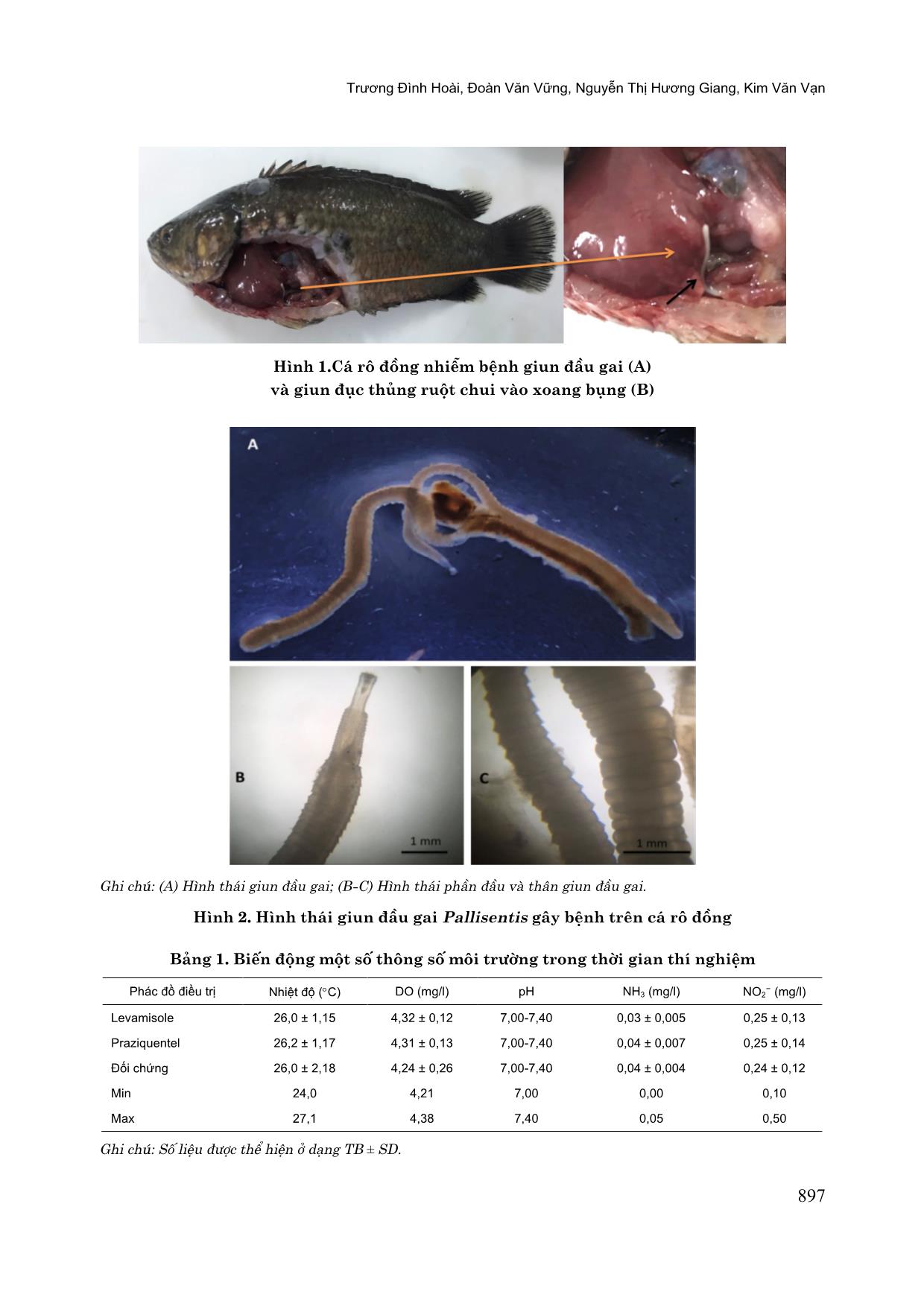 So sánh hiệu quả điều trị bệnh giun đầu gai pallisentis spp. trên cá rô đồng (anabas testudineus) bằng levamisole và praziquantel trang 4