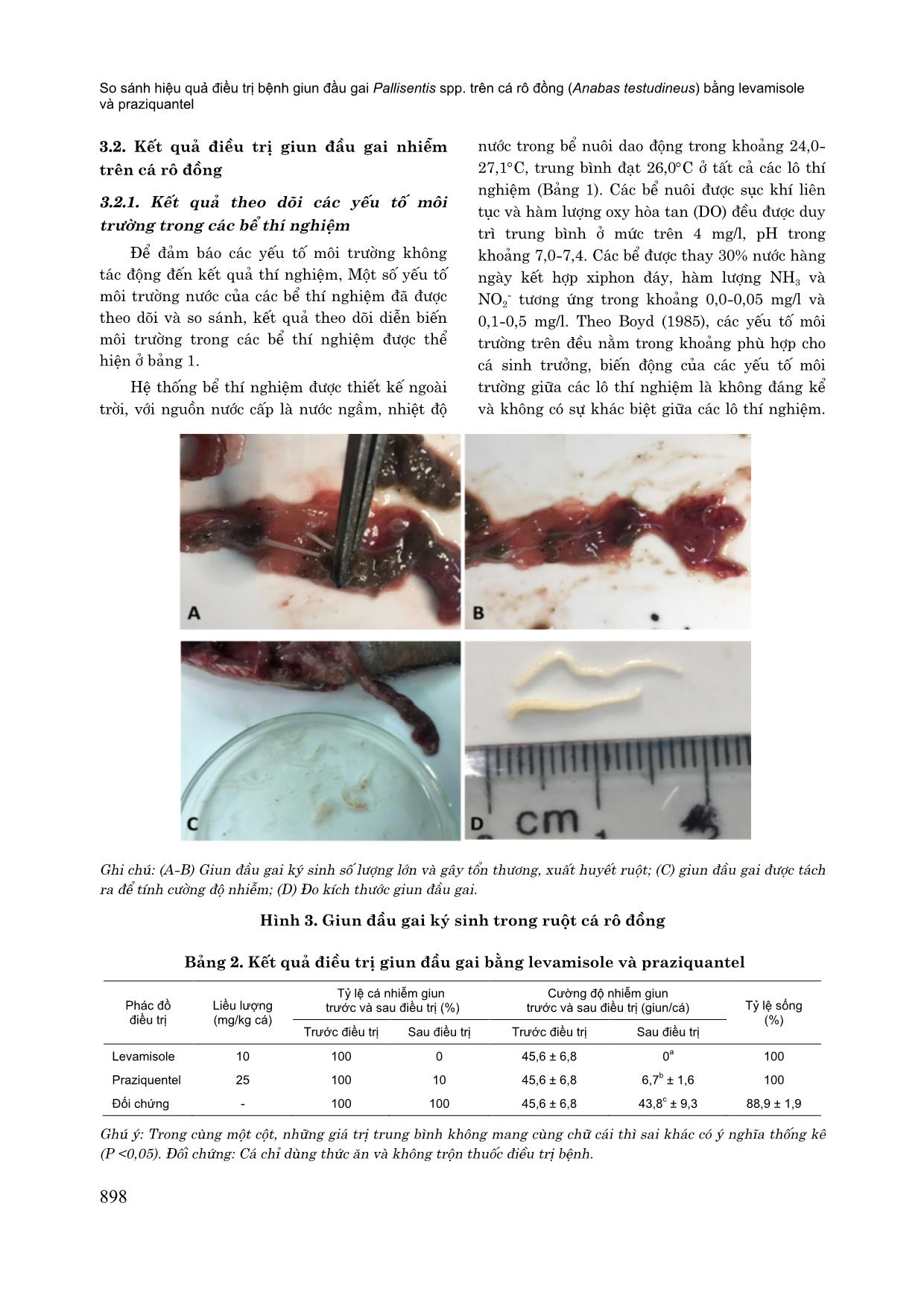 So sánh hiệu quả điều trị bệnh giun đầu gai pallisentis spp. trên cá rô đồng (anabas testudineus) bằng levamisole và praziquantel trang 5
