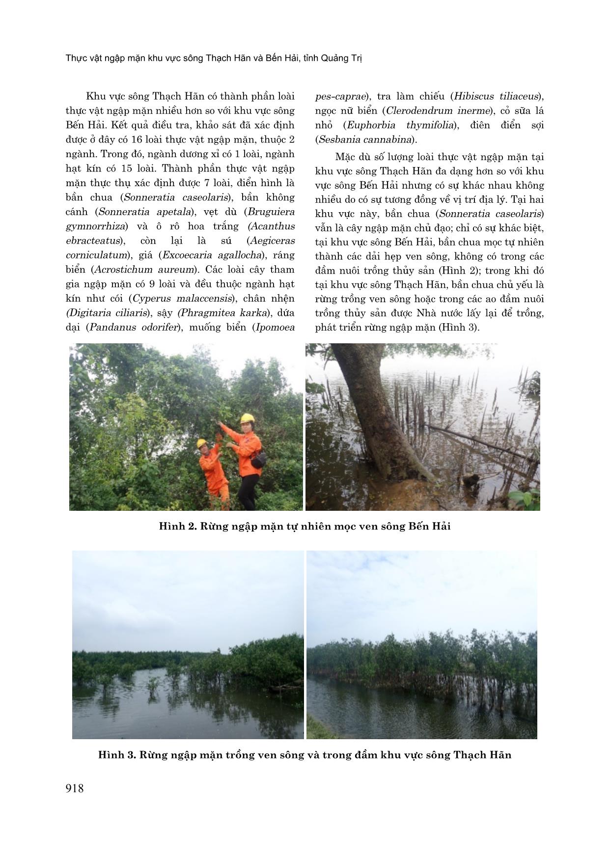 Thực vật ngập mặn khu vực sông Thạch Hãn và Bến Hải, tỉnh Quảng Trị trang 6
