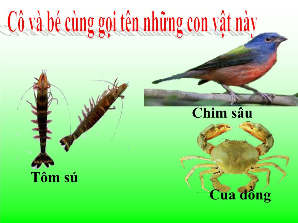 Bài giảng Lớp Lá - Trò chơi nhóm chữ cái i, t, c, b, d, đ - Giang Thị Phương trang 4