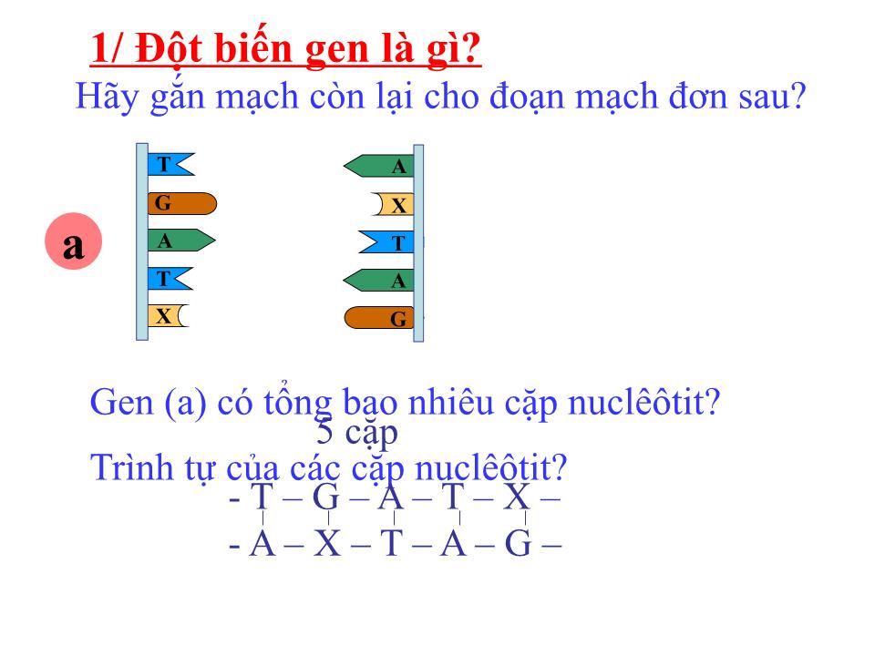 Bài giảng Sinh học Lớp 9 - Chương 4: Biến dị - Bài 21: Đột biến gen trang 3