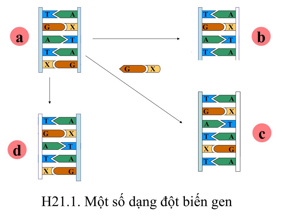 Bài giảng Sinh học Lớp 9 - Chương 4: Biến dị - Bài 21: Đột biến gen trang 4