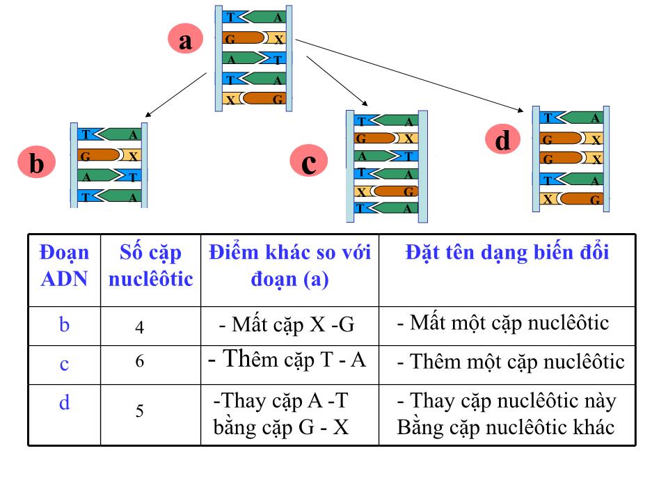 Bài giảng Sinh học Lớp 9 - Chương 4: Biến dị - Bài 21: Đột biến gen trang 5