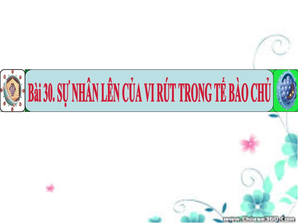 Bài giảng Sinh học Lớp 10 - Bài 30: Sự nhân lên của virut trong tế bào chủ trang 2