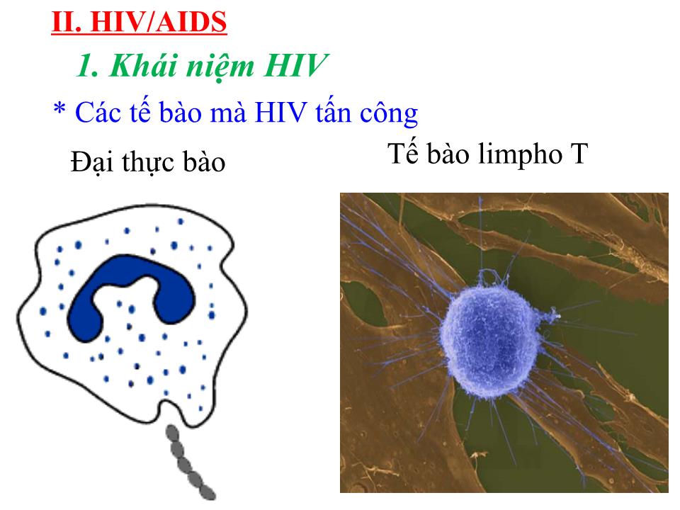 Bài giảng Sinh học Lớp 10 - Bài 30: Sự nhân lên của virut trong tế bào chủ trang 5