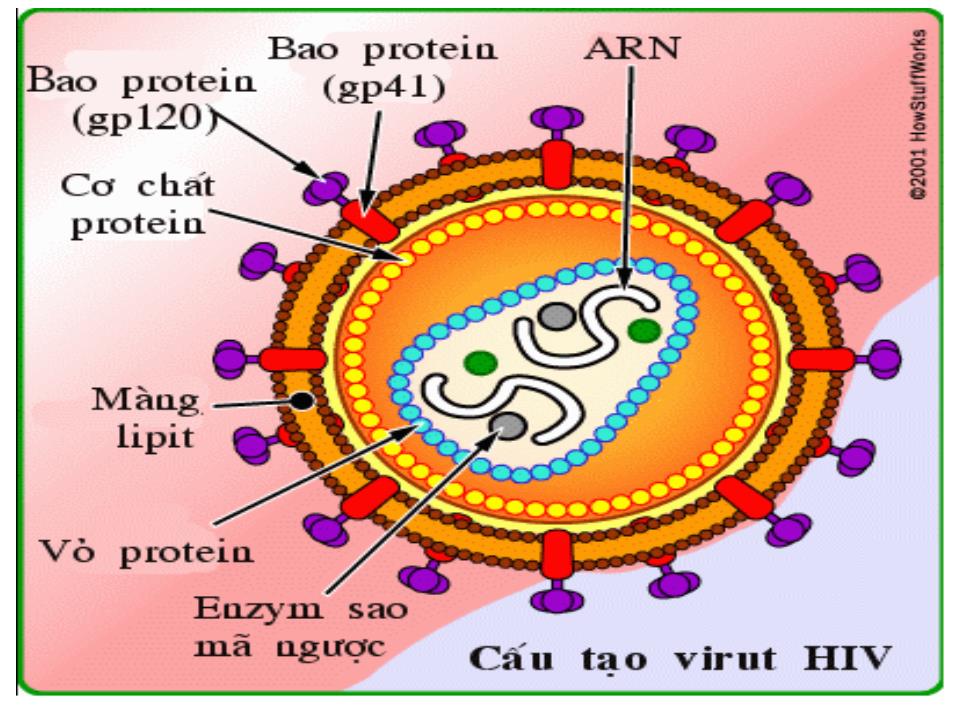 Bài giảng Sinh học Lớp 10 - Bài 30: Sự nhân lên của virut trong tế bào chủ trang 7