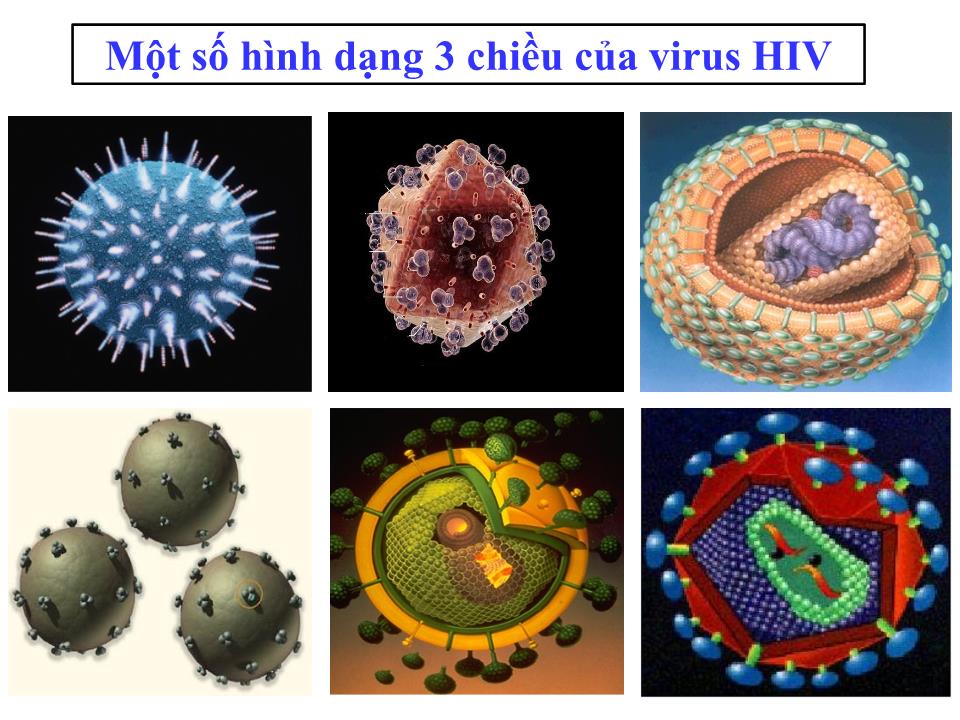 Bài giảng Sinh học Lớp 10 - Bài 30: Sự nhân lên của virut trong tế bào chủ trang 9