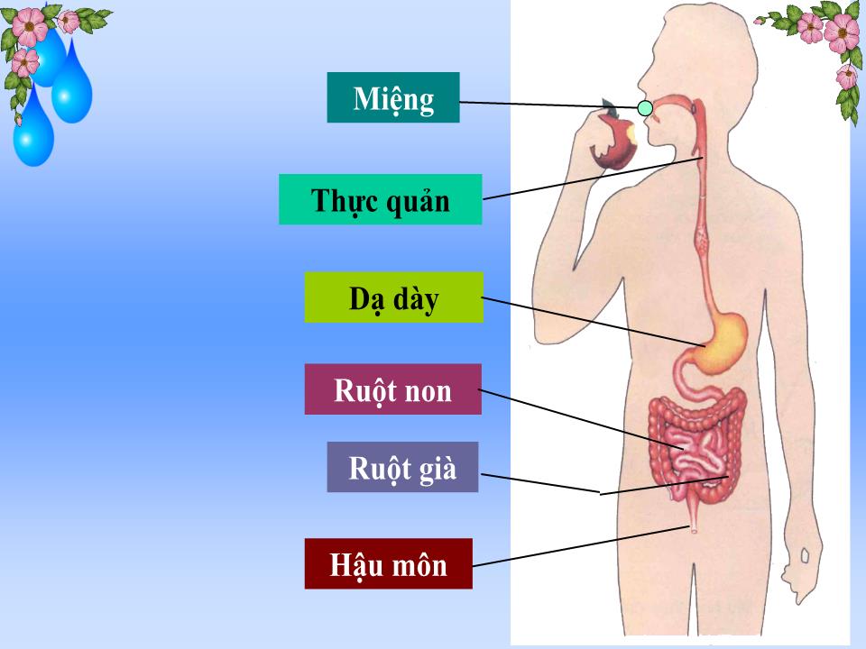 Bài giảng Tự nhiên và xã hội Lớp 2 - Bài 5: Cơ quan tiêu hóa trang 10