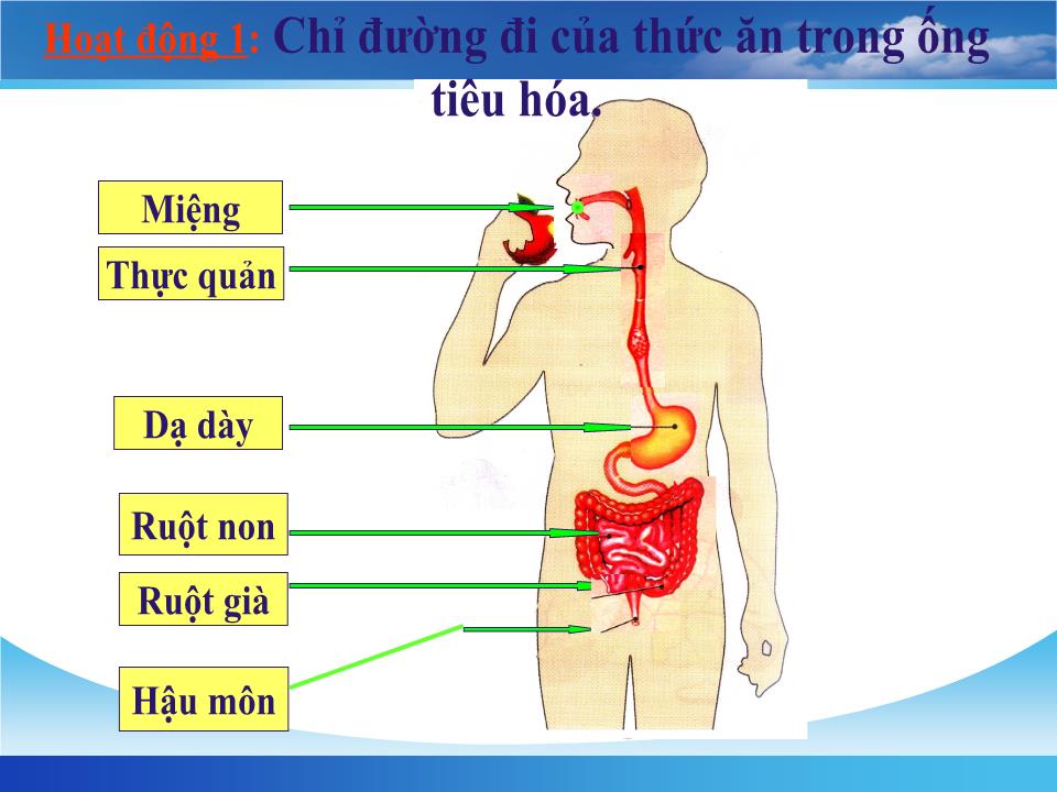 Bài giảng Tự nhiên và xã hội Lớp 2 - Bài 5: Cơ quan tiêu hóa trang 7