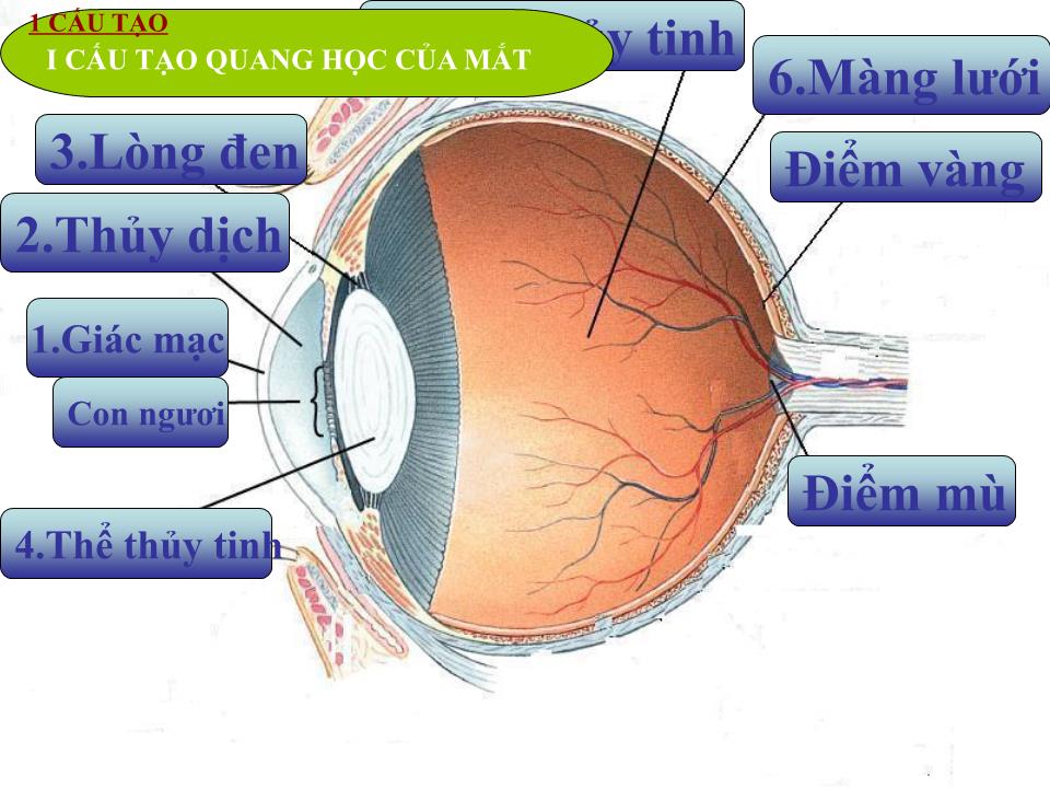 Bài giảng Vật lí Lớp 11 - Bài 31: Mắt trang 2