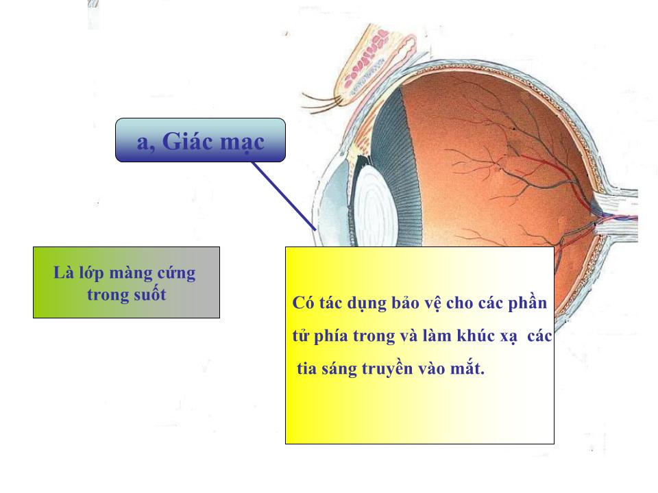 Bài giảng Vật lí Lớp 11 - Bài 31: Mắt trang 3