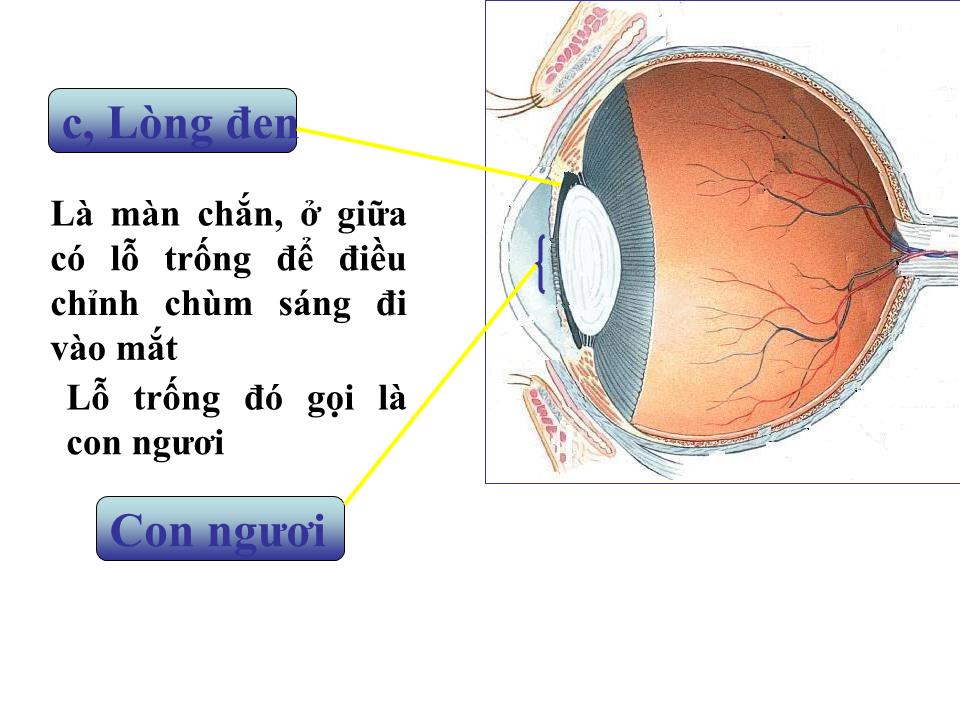 Bài giảng Vật lí Lớp 11 - Bài 31: Mắt trang 5