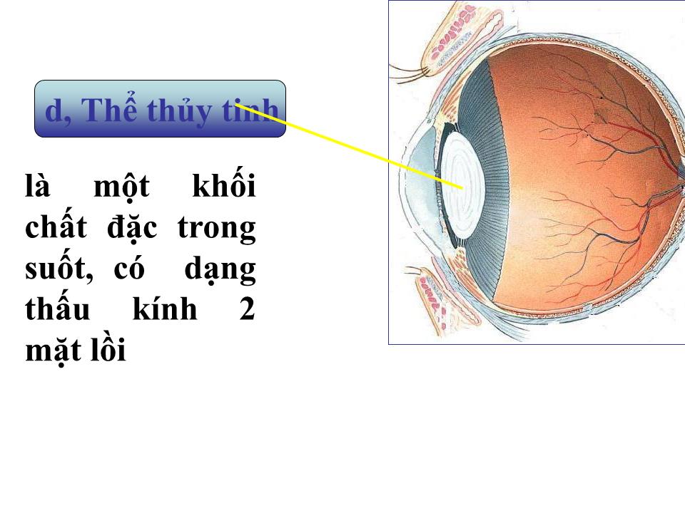 Bài giảng Vật lí Lớp 11 - Bài 31: Mắt trang 6