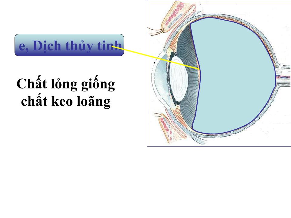 Bài giảng Vật lí Lớp 11 - Bài 31: Mắt trang 7