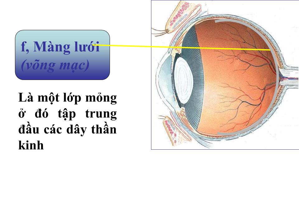 Bài giảng Vật lí Lớp 11 - Bài 31: Mắt trang 8