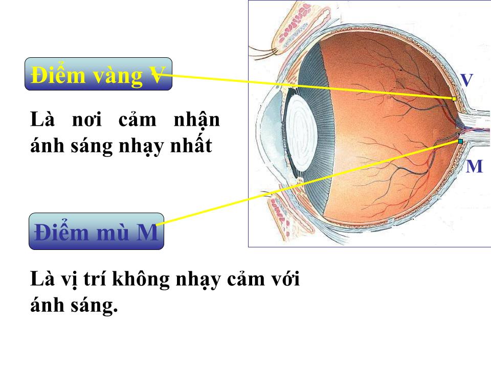 Bài giảng Vật lí Lớp 11 - Bài 31: Mắt trang 9