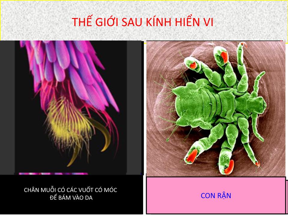 Bài giảng Vật lí Lớp 11 - Bài 33: Kính hiển vi trang 3