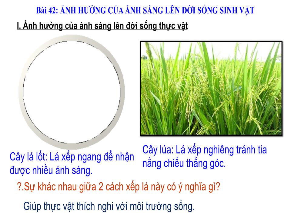 Bài giảng Vật lí Lớp 9 - Bài 42: Ảnh hưởng của ánh sáng lên đời sống sinh vật trang 10