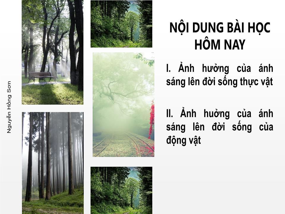 Bài giảng Vật lí Lớp 9 - Bài 42: Ảnh hưởng của ánh sáng lên đời sống sinh vật trang 2