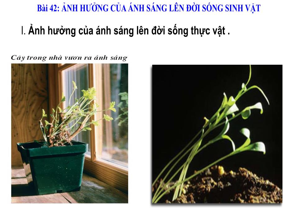 Bài giảng Vật lí Lớp 9 - Bài 42: Ảnh hưởng của ánh sáng lên đời sống sinh vật trang 5