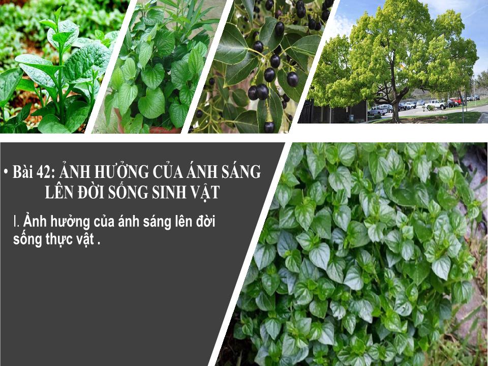 Bài giảng Vật lí Lớp 9 - Bài 42: Ảnh hưởng của ánh sáng lên đời sống sinh vật trang 6