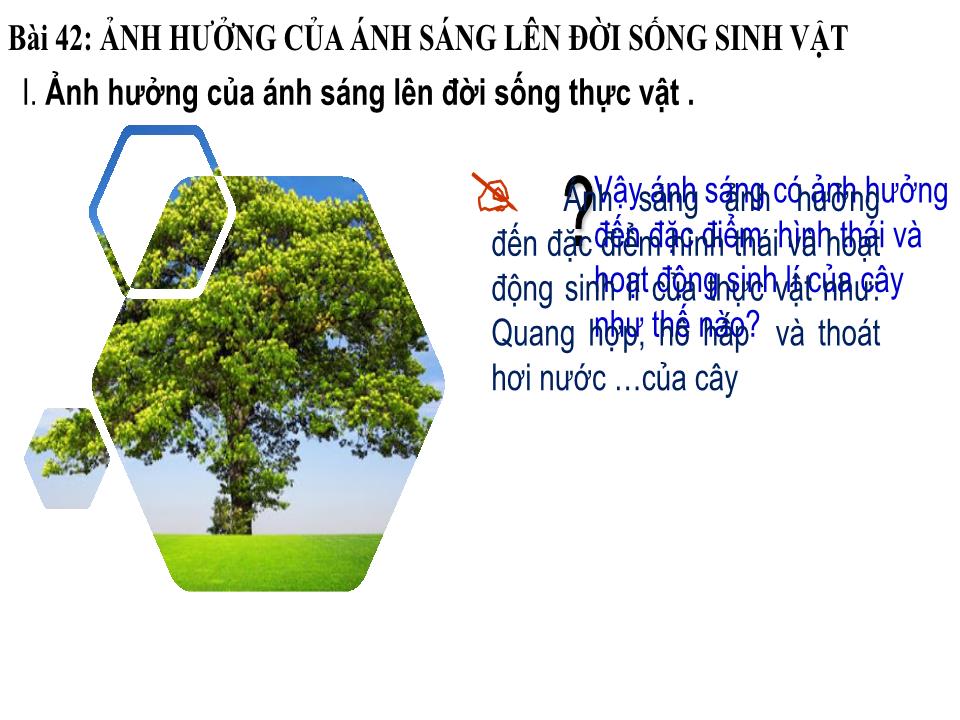 Bài giảng Vật lí Lớp 9 - Bài 42: Ảnh hưởng của ánh sáng lên đời sống sinh vật trang 8