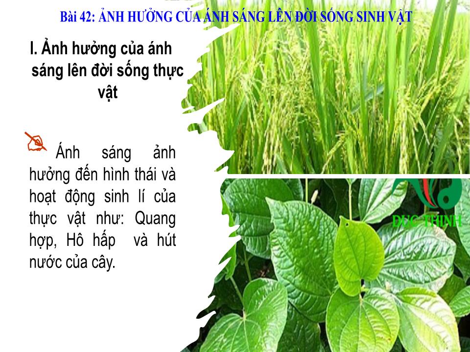 Bài giảng Vật lí Lớp 9 - Bài 42: Ảnh hưởng của ánh sáng lên đời sống sinh vật trang 9