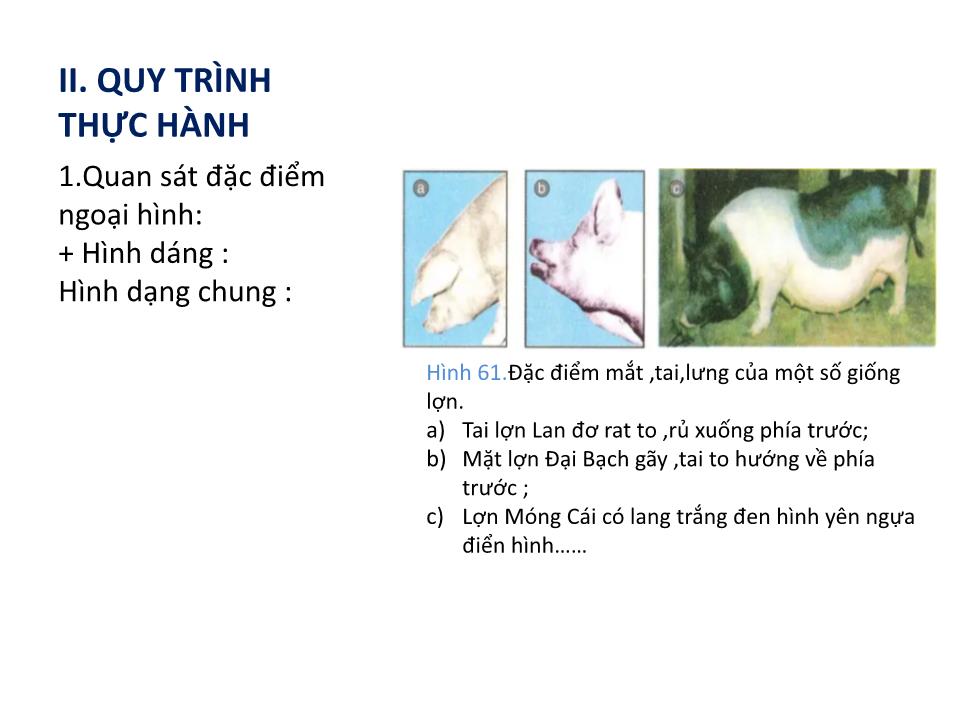 Bài giảng Công nghệ Lớp 7 - Bài 36: Thực Hành Nhận biết một số giống lợn (heo) qua quan sát ngoại hình và đo kích thước các chiều trang 4